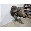 Image 2 : African Cape Buffalo Head Shoulder Mount