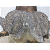 Image 5 : African Cape Buffalo Head Shoulder Mount