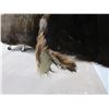 Image 7 : African Cape Buffalo Head Shoulder Mount