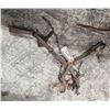Image 1 : 4 Antique Leg Traps