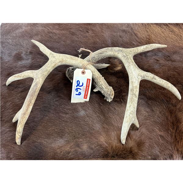 Pair of 10 Point Deer Antlers