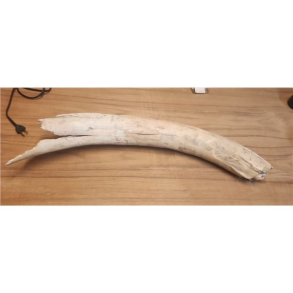 Mammoth Tusk