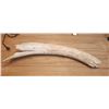 Image 1 : Mammoth Tusk