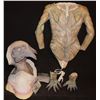 Image 2 : ALIEN SPIDER WOMAN SILICONE HEAD HANDS AND FULL TORSO