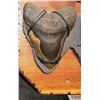 Image 4 : ZZ MEGALODON 3 LARGE REAL FOSSIL TEETH DISPLAY WITH BULL SHARK JAWS