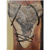 Image 2 : ZZ MEGALODON 5 LARGE REAL FOSSIL TEETH DISPLAY JAWS