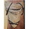 Image 3 : ZZ MEGALODON 5 LARGE REAL FOSSIL TEETH DISPLAY JAWS
