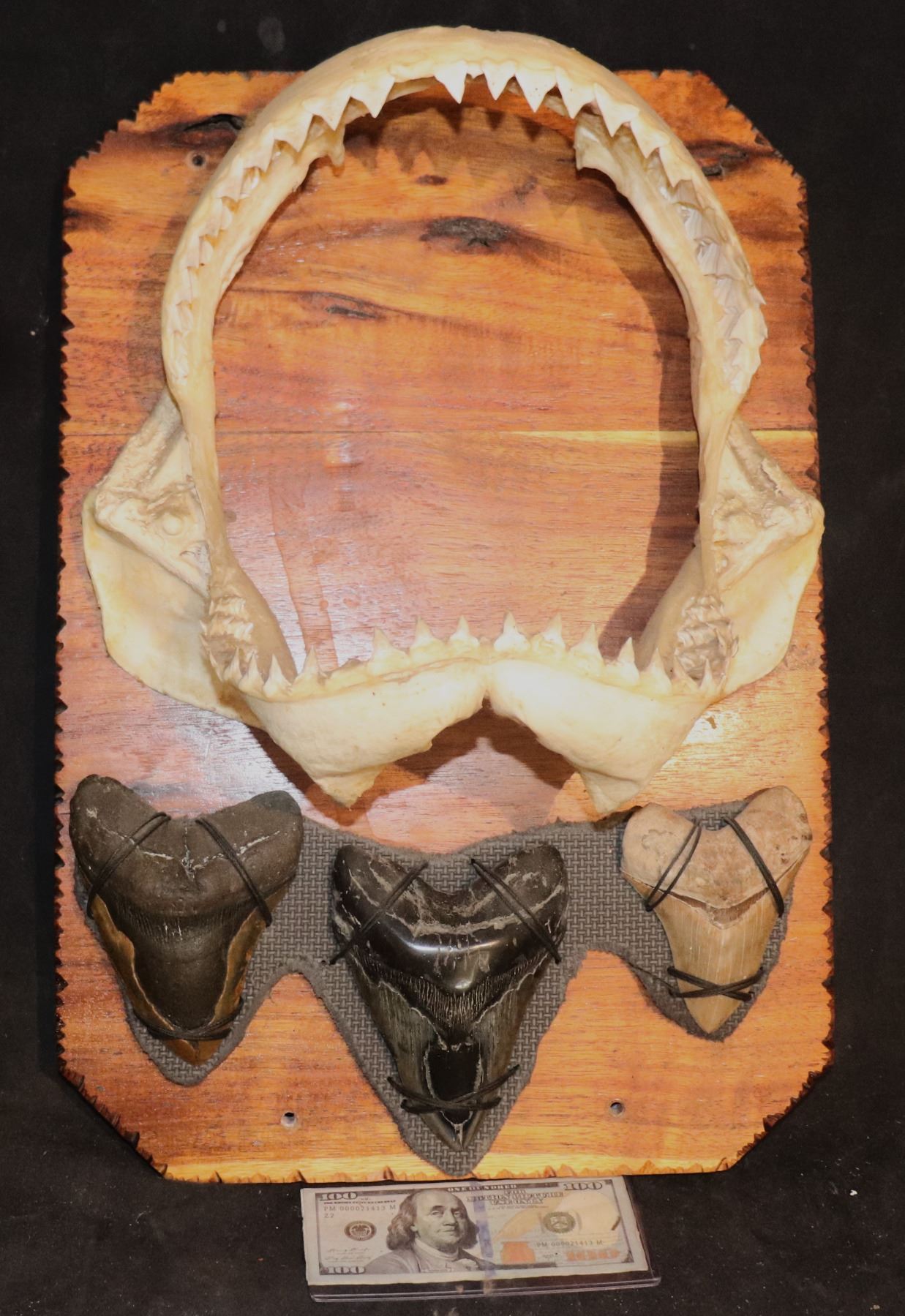 MEGALODON 3 LARGE REAL FOSSIL TEETH DISPLAY WITH BULL SHARK JAWS megalodon-3-large-real-fossil-teeth-display-with-bull-shark-jaws
