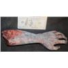 Image 1 : UNKNOWN SEVERED SILICONE ZOMBIE ARM WITH NAILS
