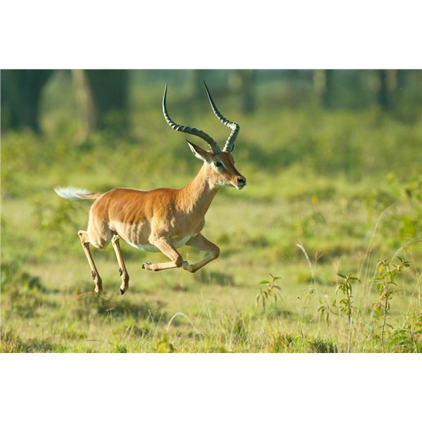 Monkane Safaris - 2 Hunters 7-days (2 zebra or blue wildebeest,2 impala, 2 porcupine)