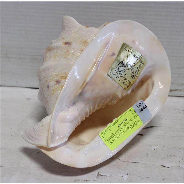 ESTATE CONCH SHELL HAWAII DRILLED FOR BLOWING ALA