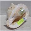 Image 1 : ESTATE CONCH SHELL HAWAII DRILLED FOR BLOWING ALA