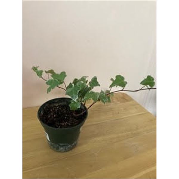 4" Pot with English Ivy (hedera helix)