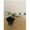 Image 1 : 4" Pot with English Ivy (hedera helix)