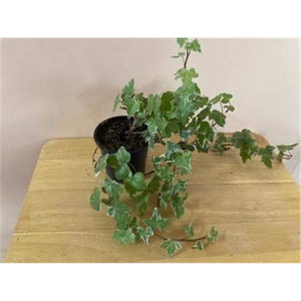 4" Pot with English Ivy (hedera helix)