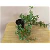 Image 1 : 4" Pot with English Ivy (hedera helix)