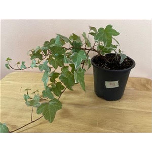 4" Pot with English Ivy (hedera helix)