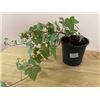 Image 1 : 4" Pot with English Ivy (hedera helix)