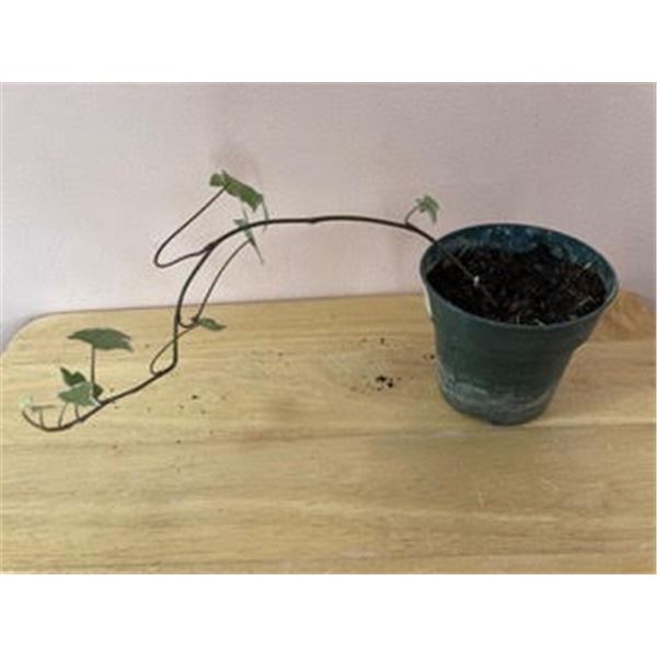 4" Pot with English Ivy (hedera helix)