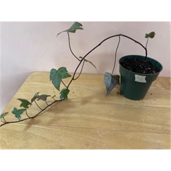 4" Pot with English Ivy (hedera helix)