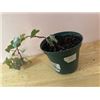 Image 1 : 4" Pot with English Ivy (hedera helix)