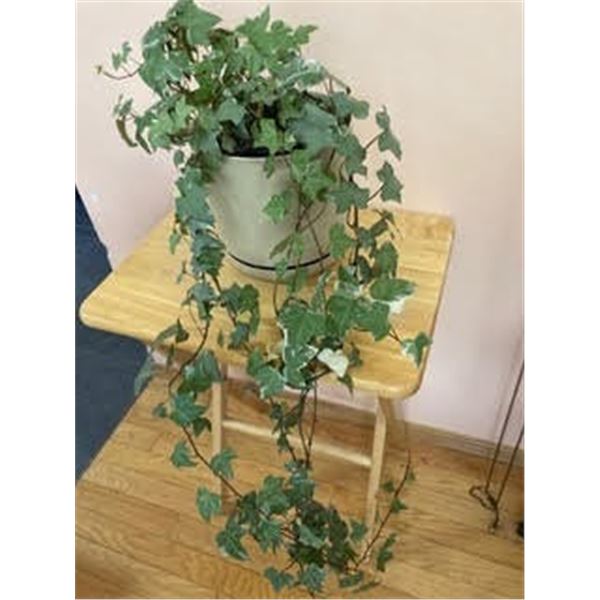 6" Pot with English Ivy (hedera helix)