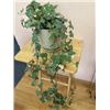 Image 1 : 6" Pot with English Ivy (hedera helix)