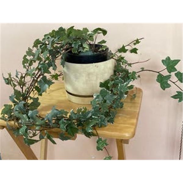 6" Pot with English Ivy (hedera helix)
