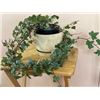 Image 1 : 6" Pot with English Ivy (hedera helix)