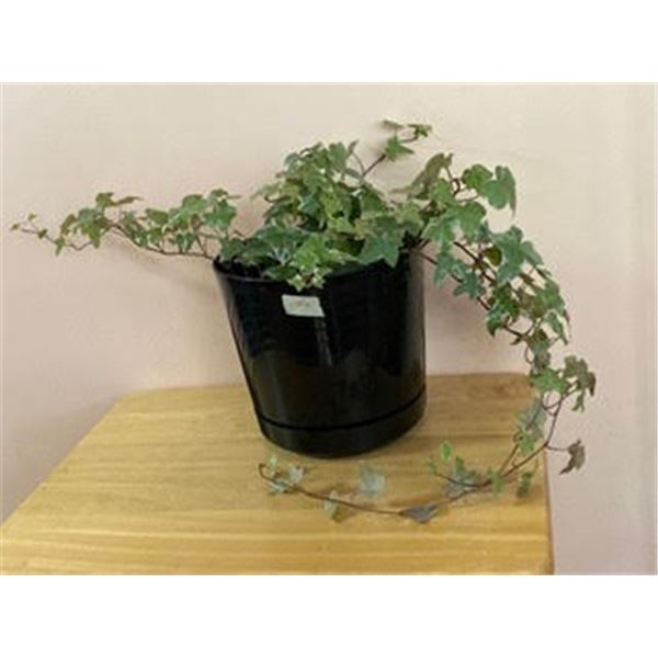 6" Pot with English Ivy (hedera helix)