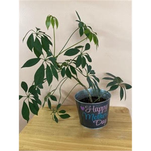 6" Pot with Schefflera (Umbrella Plant)  -  House Plant