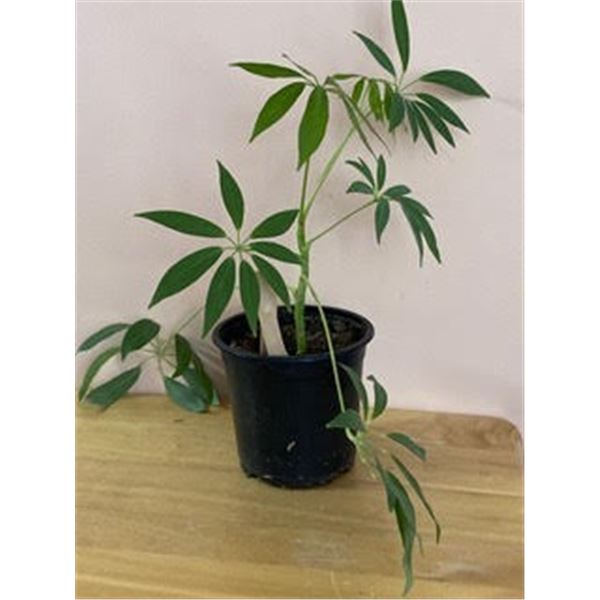 6" Pot with Schefflera (Umbrella Plant)  -  House Plant