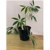 Image 1 : 6" Pot with Schefflera (Umbrella Plant)  -  House Plant