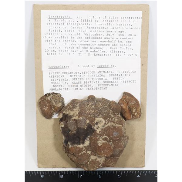 SPECIMEN OF TEREDOLITES FOSSILIZED LATER