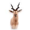 Image 1 : Addax Taxidermy Shoulder Mount