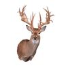 Image 1 : Whitetail Non-Typical Shoulder Taxidermy Mount