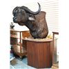 Image 2 : Cape Buffalo Taxidermy Shoulder Mount Custom Stand