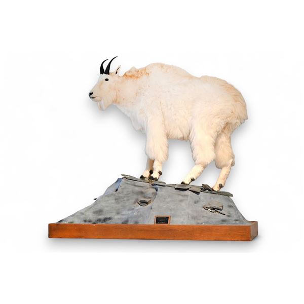 Mountain Goat Custom Full Taxidermy Mount