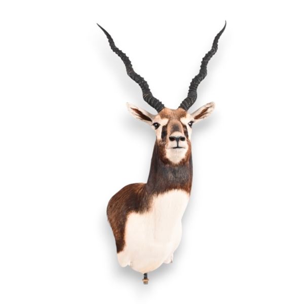 Blackbuck Antelope Taxidermy Mount