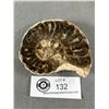 Image 2 : Ammonite Fossil Morocco Retails $600