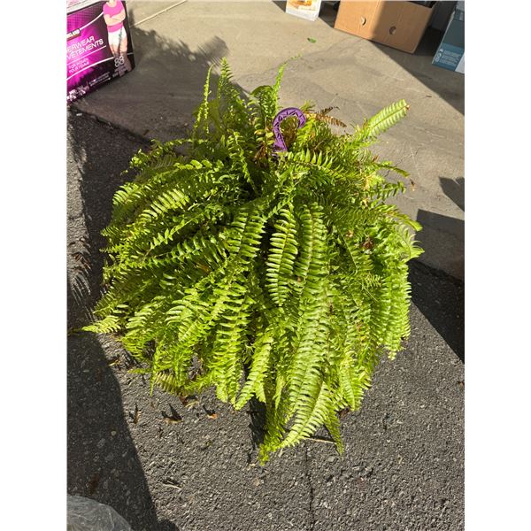 Fern