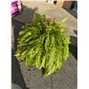 Image 1 : Fern