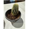 Image 1 : Cactus