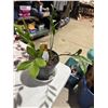 Image 1 : ZZ plant