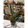 Image 1 : Snake plant