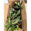 Image 1 : Box with plants