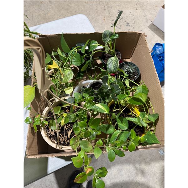 Box of plants