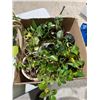 Image 1 : Box of plants