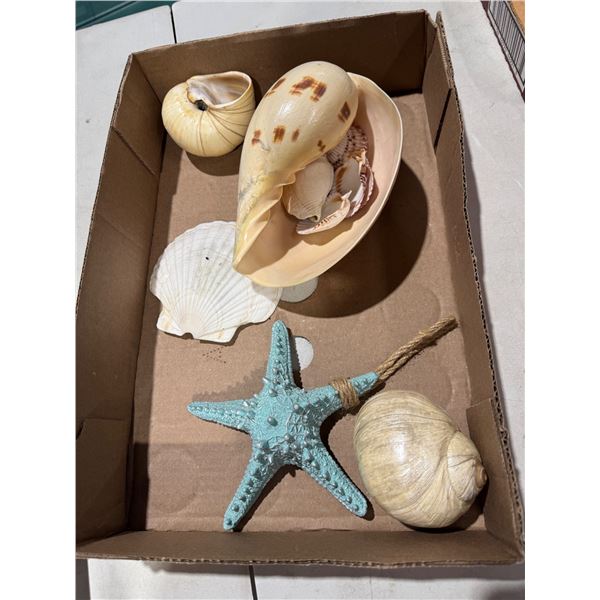 Shells and starfish