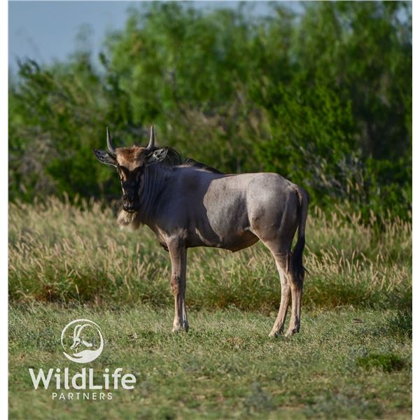 1.1 White-Bearded Wildebeest Yearlings